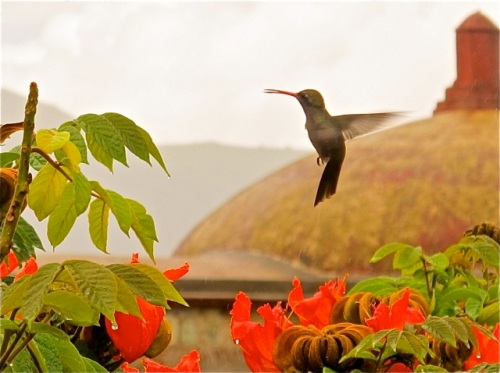 Hummingbird hovering over African tulip tree, with church dome in background