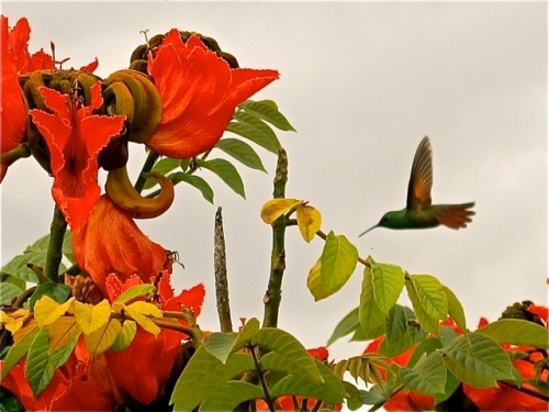 Hummingbird flying toward red-orange African tulip tree blossoms
