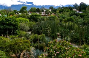 Garden at Jardín Etnobotánico de Oaxaca