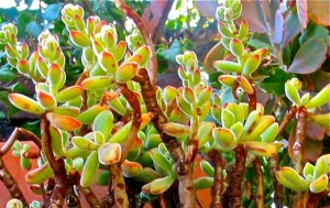 Echeveria Pulvinata "Ruby" at Casita Colibrí