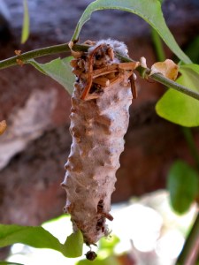 Butterfly pupa on plumbago.