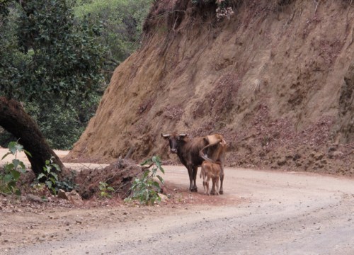 Cow and her calf on the side of mountain road.