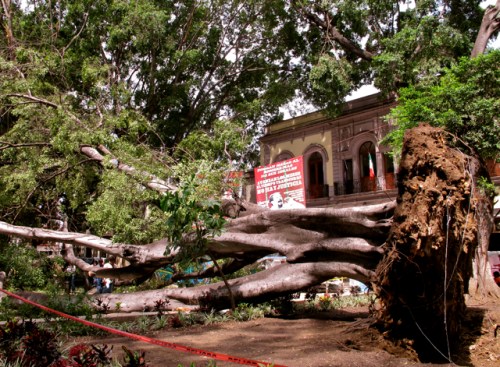 Trunk of fallen tree