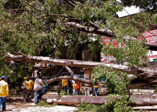 Rope around fallen tree limb