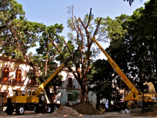 Severely pruned Indian Laurel tree propped up with two cranes.