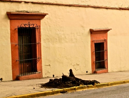 Tree stump in front of building