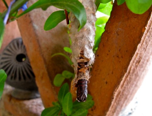 Butterfly pupa