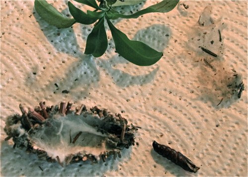 Open chrysalis, silk from pupa, shell, and leaves from plumbago