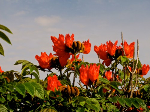 African Tulip tree reddish orange blossoms