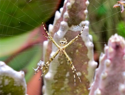 Orb weaver spider on web in Stalpelia gigantea.
