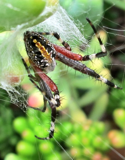 Neoscona oaxacensis spider nestled in the leaves of a succulent