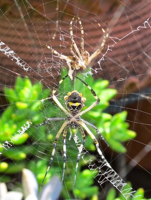 Shell of male Argiope suspended above the female in web.