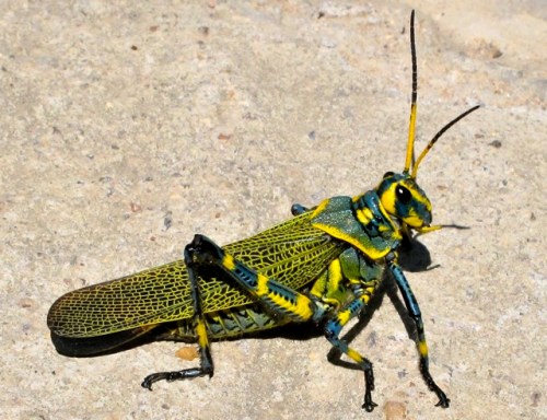Green grasshopper with yellow and black markings on sidewalk.