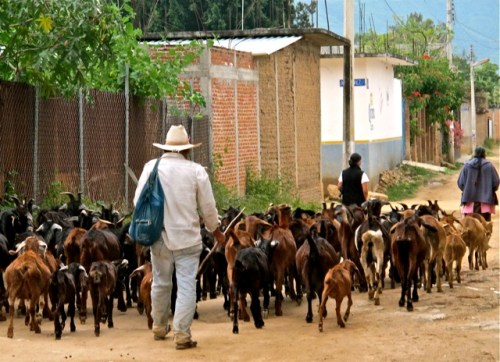 Herd of goats and goat herders on a dirt road