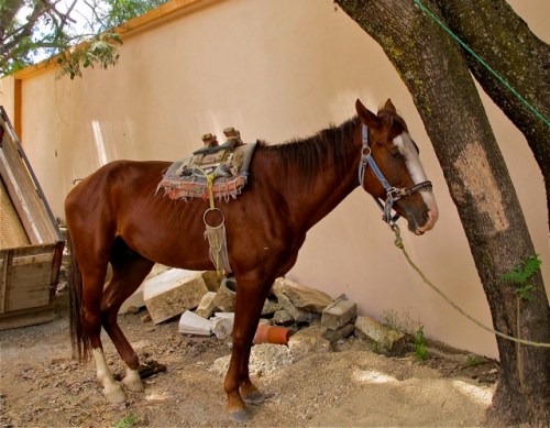 Horse with saddle tied to a tree