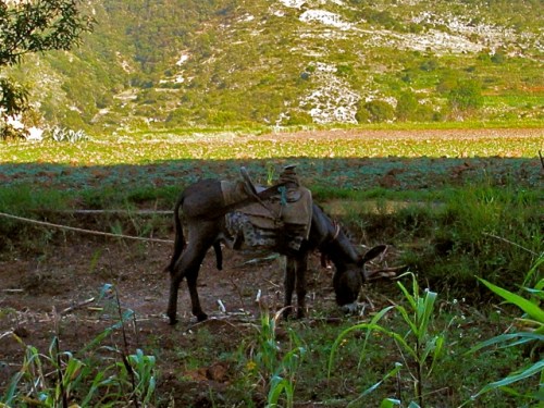 Donkey in corn field