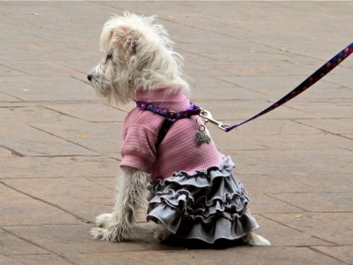 Small dog on leash, sitting, wearing pink sweater and gray ruffled skirt.