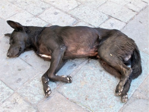 Large black mangy dog lying on the plaza