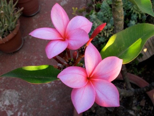 Two pink frangipani flowers