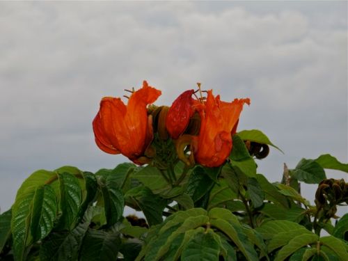 Orange red African tulip tree blossom .