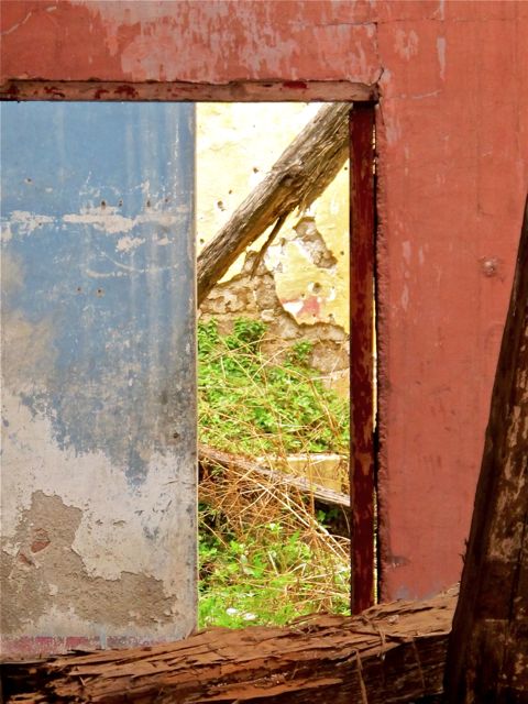 Close-up of the greenery in open space at back of abandoned building