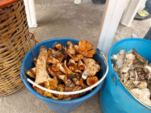 Blue plastic bucket of trumpet mushrooms