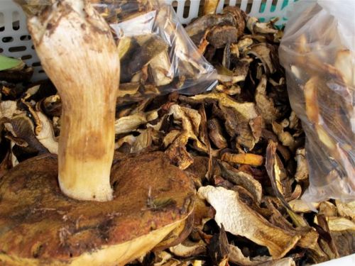 Close-up of mushrooms