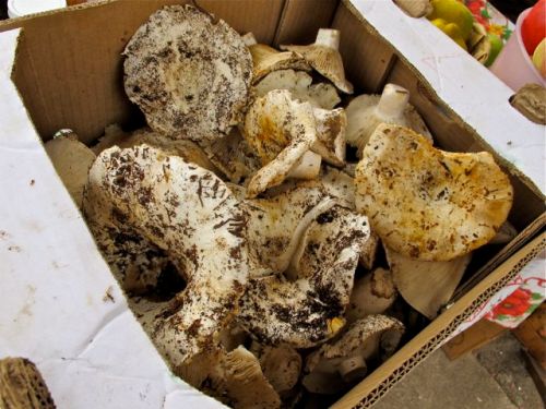 Mushrooms in a box