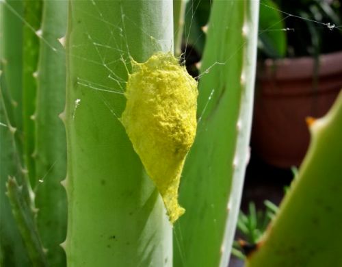 Bright yellow tear-drop shaped egg sack attached to an agave cactus