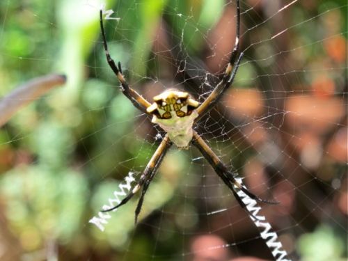 Close-up of back of Argiope