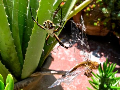 Dragonfly hanging by a thread on the web as Argiope spider has moved away from her prey