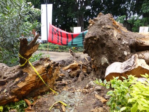 Large trunk of tree uprooted from ground.