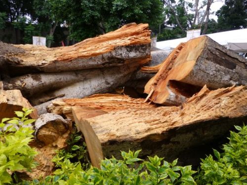 Pile of massive wood logs