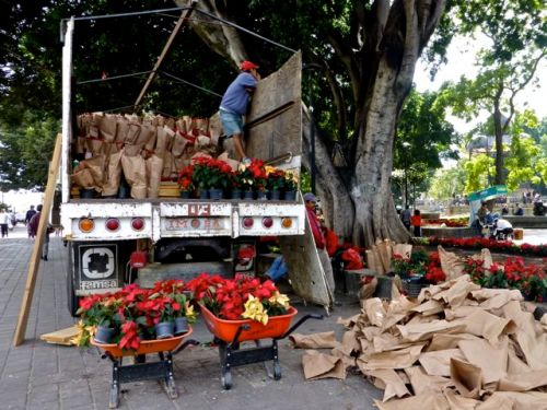 P1020576 Truck filled with poinsettias
