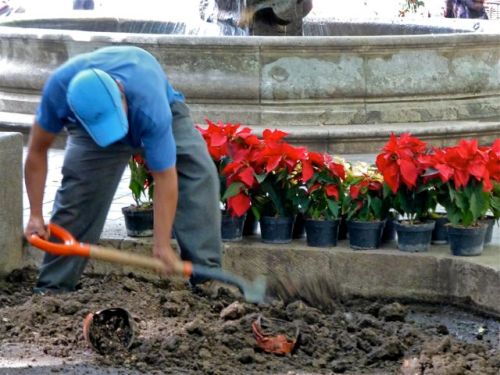 P1020581 Worker digging up flower bed, with poinsettias in pots in background