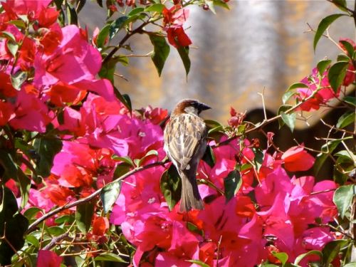 Sparrow sitting on bougainvilla branch