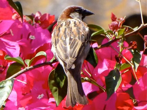 Close-up of sparrow sitting in bougainvilla
