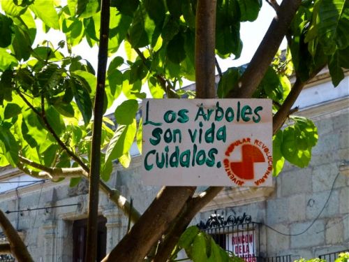 Sign in tree "Los arboles son vida cuidalos