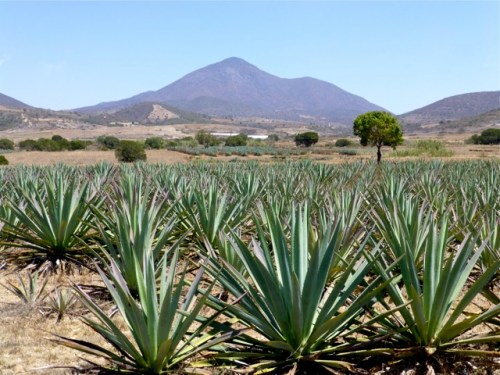 Agave fields with mountain in distance
