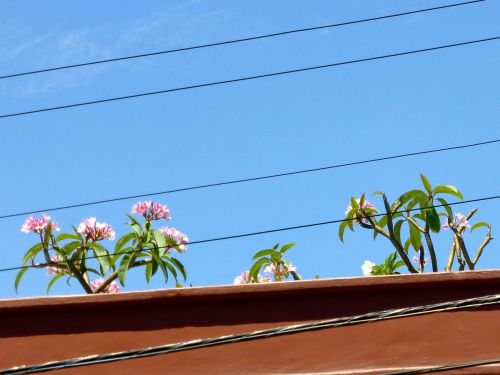 Flor de mayo; May Flower