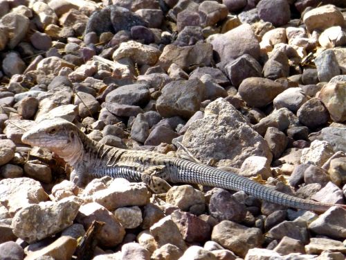 Lizard on the rocks