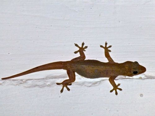 Gecko on white beam