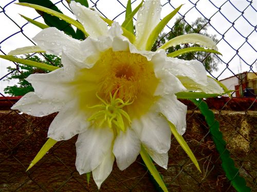 Pitaya flower with rain drops