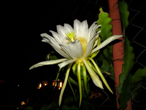 Pitahaya flower, side view
