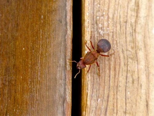 Male chicatana on wood deck
