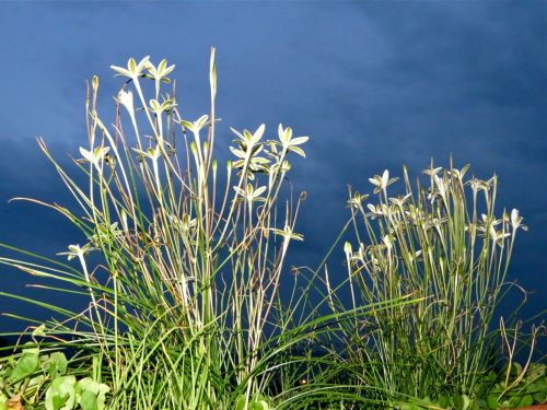 Stalks of flowering azucenas