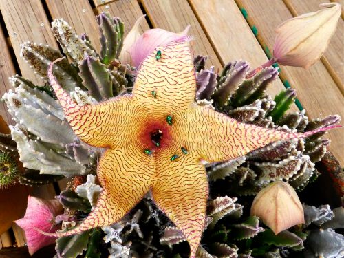 Stapelia gigantea open flower with 7 green bottle flies