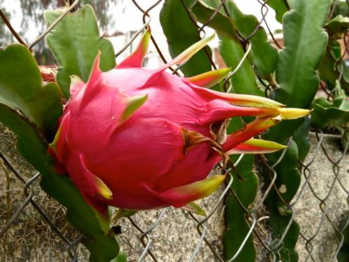 Pitahaya fruit 