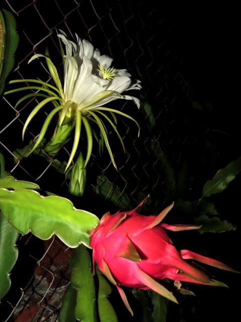Pitahaya flower and fruit