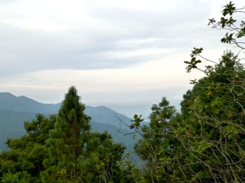Foreground pine trees; background mountains